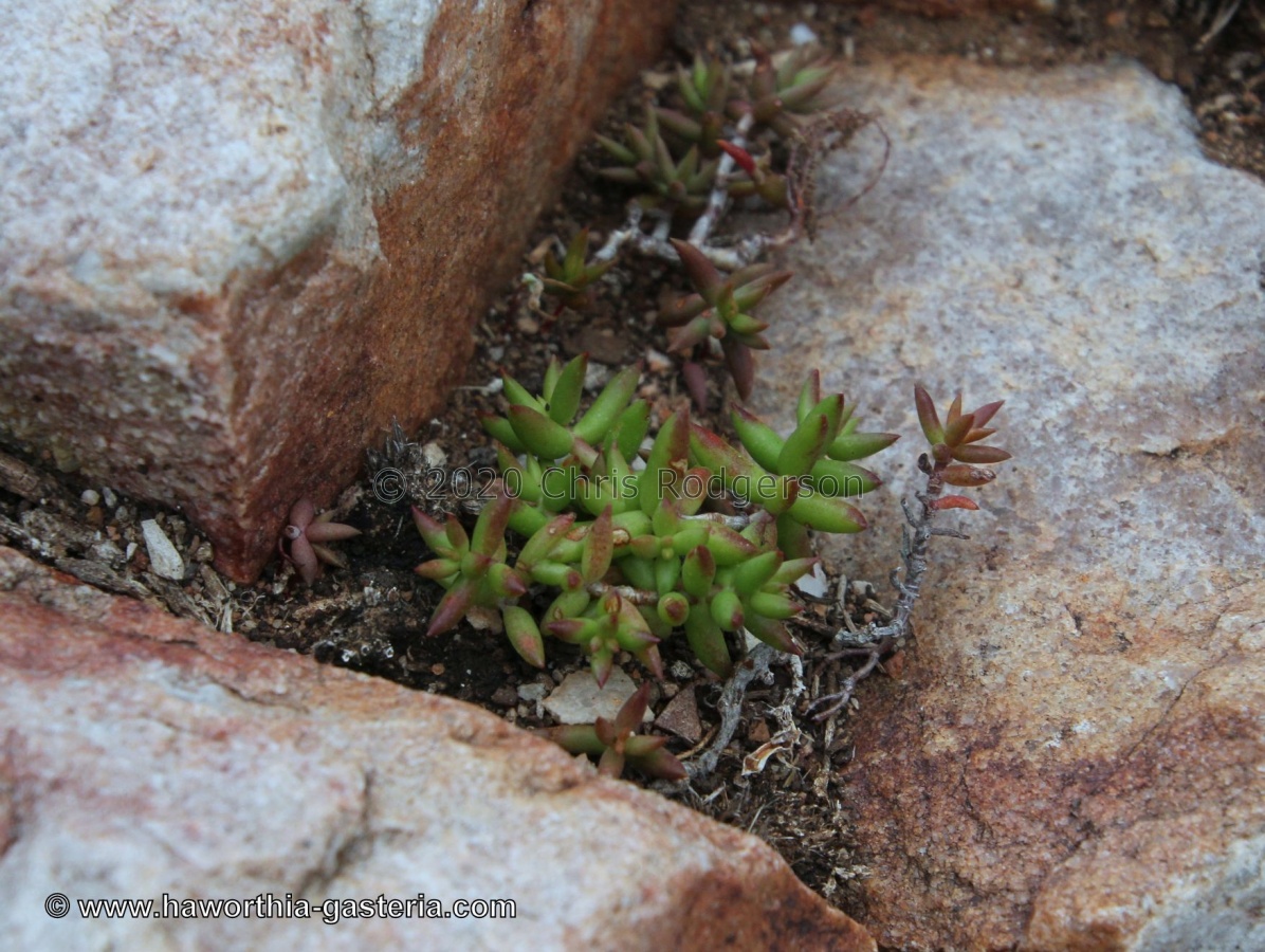 biplanata Dorschfontein (photo Jakub Jilemicky) (2).JPG