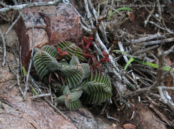 capitella ssp. thyrsiflora Dorschfontein (photo Jakub Jilemicky) (2)
