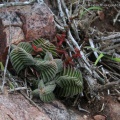 capitella ssp. thyrsiflora Dorschfontein (photo Jakub Jilemicky) (2)