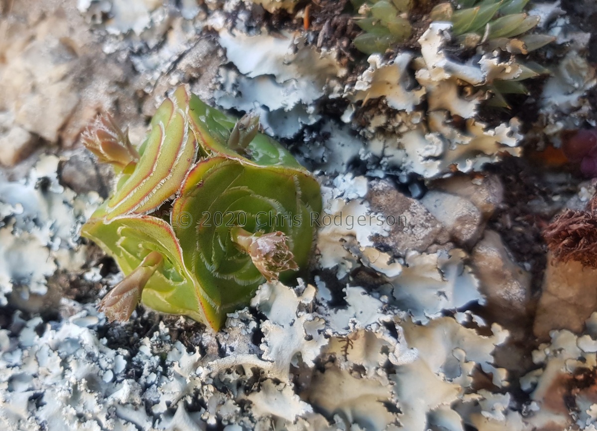 cremnophila Kouga Dam (photo Jakub Jilemicky) (2).jpg