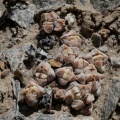 elegans        Luderitz (photo Olivier Reilhes)