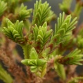 ericoides