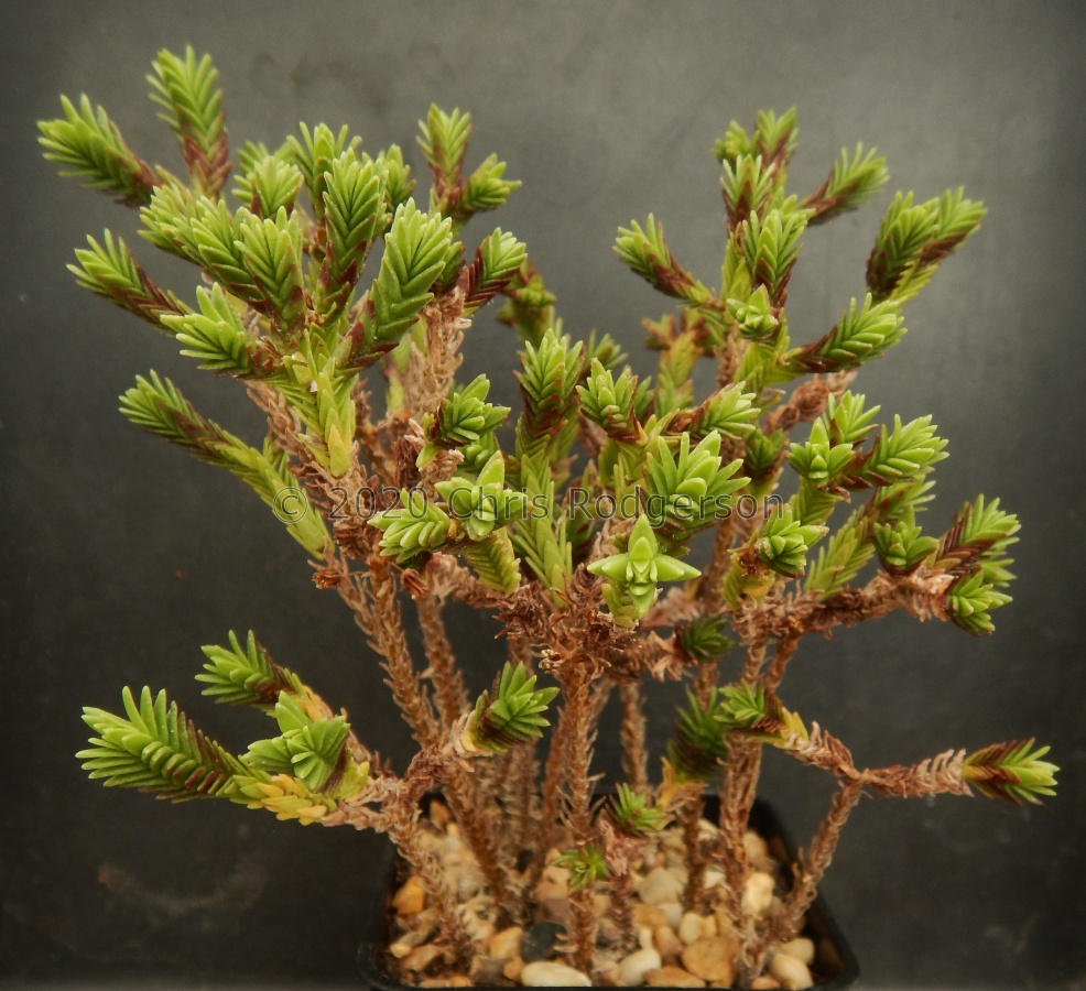ericoides.1.JPG