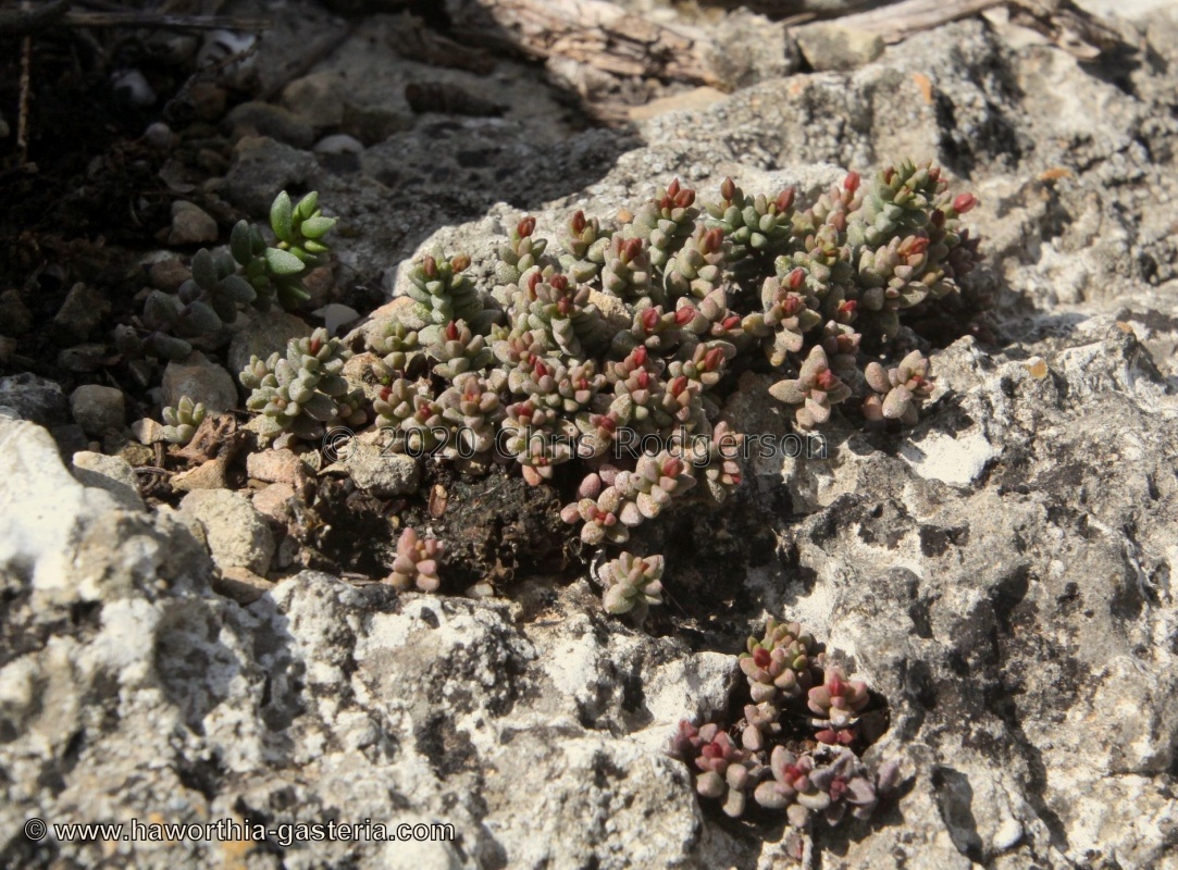 expansa ssp. filicaulis Van der Stelskraal (photo Jakub Jilemicky)