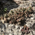 expansa ssp. filicaulis Van der Stelskraal (photo Jakub Jilemicky)