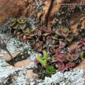pellucida ssp. marginalis Dorschfontein (photo Jakub Jilemicky)