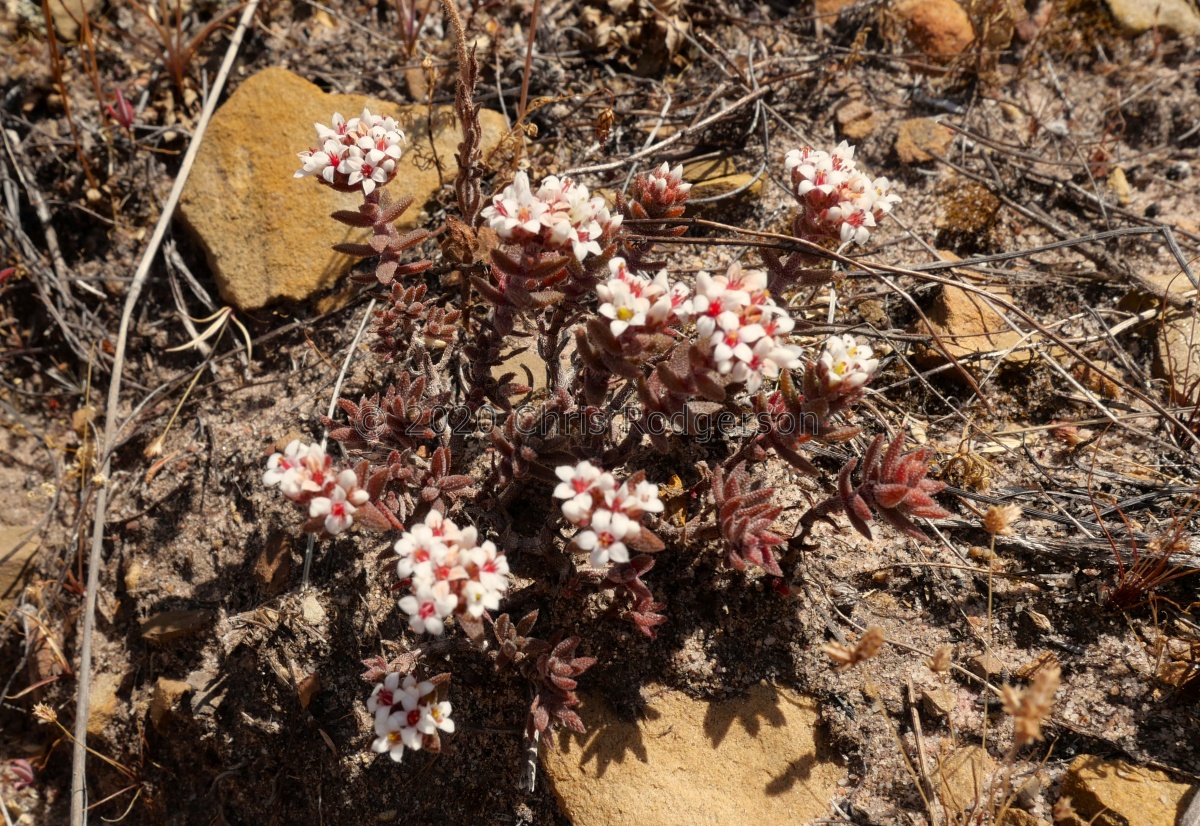 pruinosa         Cape Town (photo Olivier Reilhes).jpg