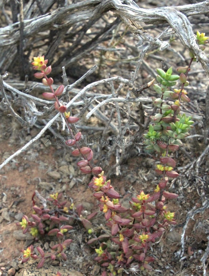 subaphylla N Bosluyskloof Pass (photo Jakub Jilemicky).JPG