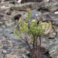 tetragona ssp.connivens N Bosluyskloof Pass (photo Jakub Jilemicky)