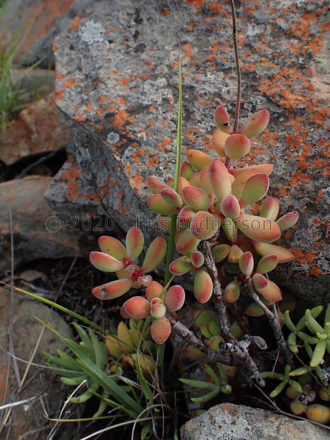 rogersii Jansenville (photo adriaan_grobler on iNaturalist).jpeg