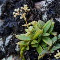 foveata KZN (photo Andrew Mckay) (3)