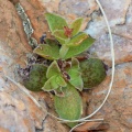 Crassula tabularis  south of Naukluft (photo Marc Mougin) (2)