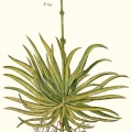 nudicaulis The lectotype illustration from Dillenius, Hortus Elthamensis 1 t.98 fig. 115. 1732