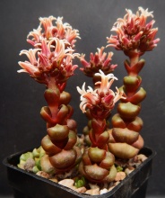 columnaris ssp. prolifera