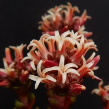 columnaris ssp. prolifera (2)