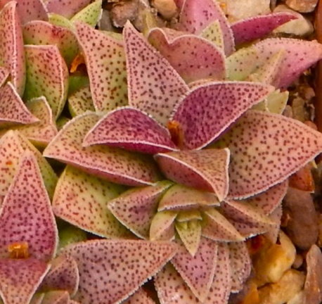 capitella ssp.thyrsiflora