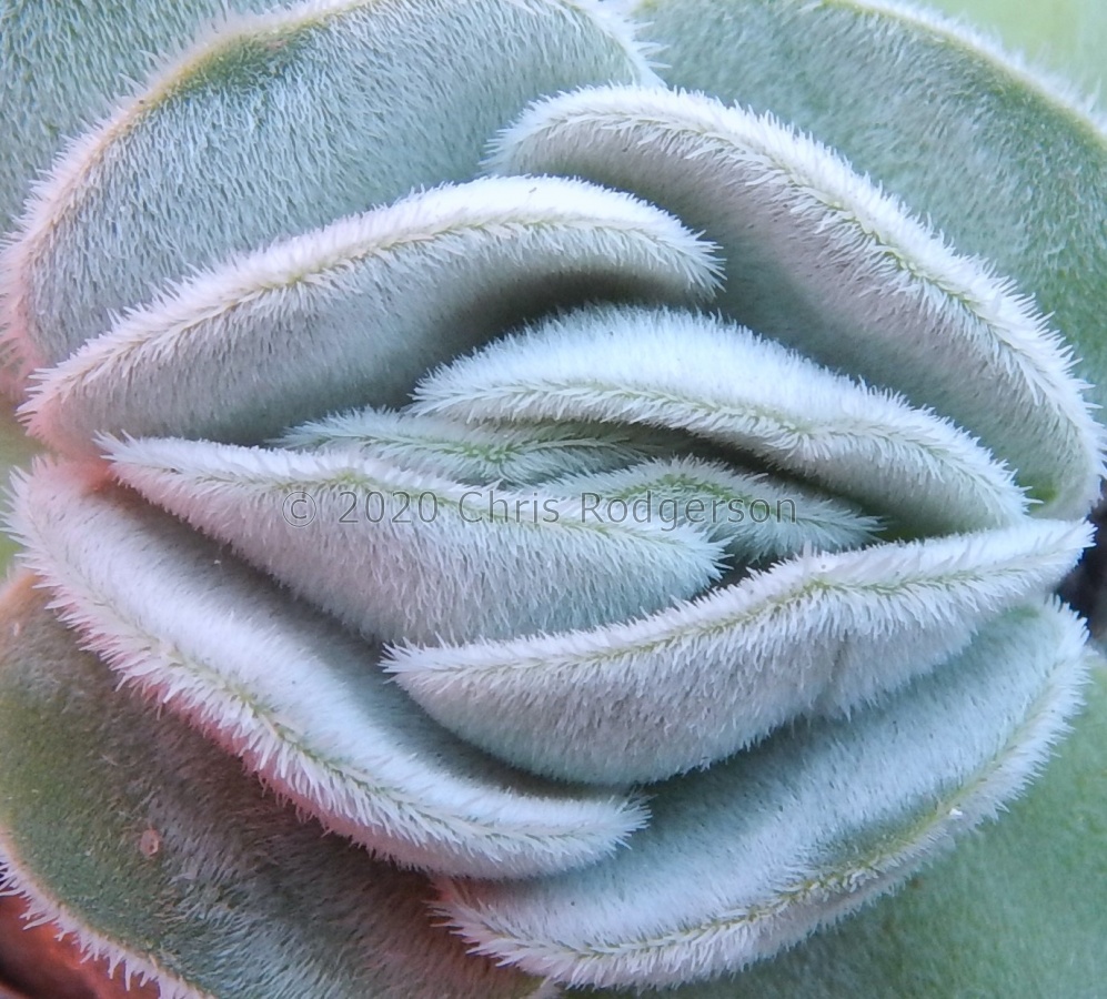 tomentosa.JPG