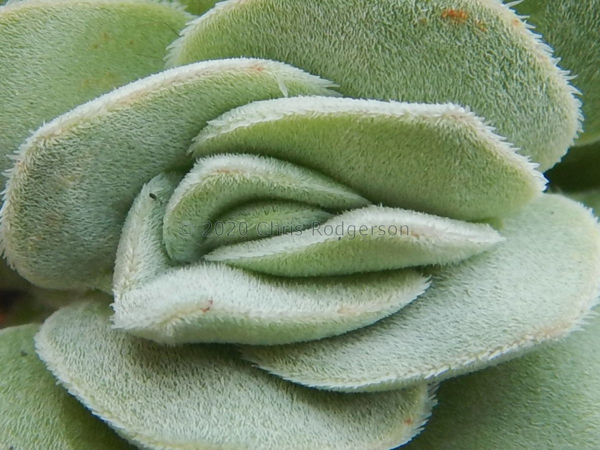 tomentosa (2).JPG