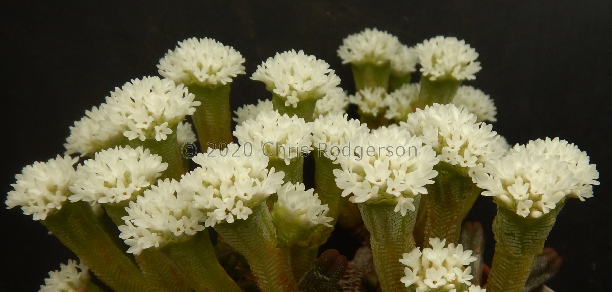 pyramidalis 2167 (2).JPG
