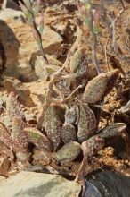 marianiae 'immaculatus' Knersvlakte (photo Westley Price) (4)