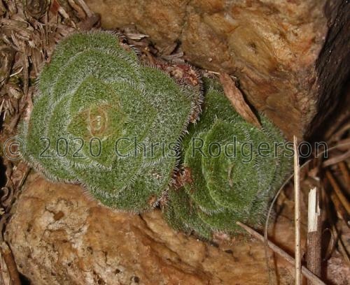 setulosa E Cape (photo James Deacon)