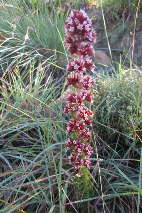 obovata  Graaff Reinet (photo James Deacon) (2).jpg