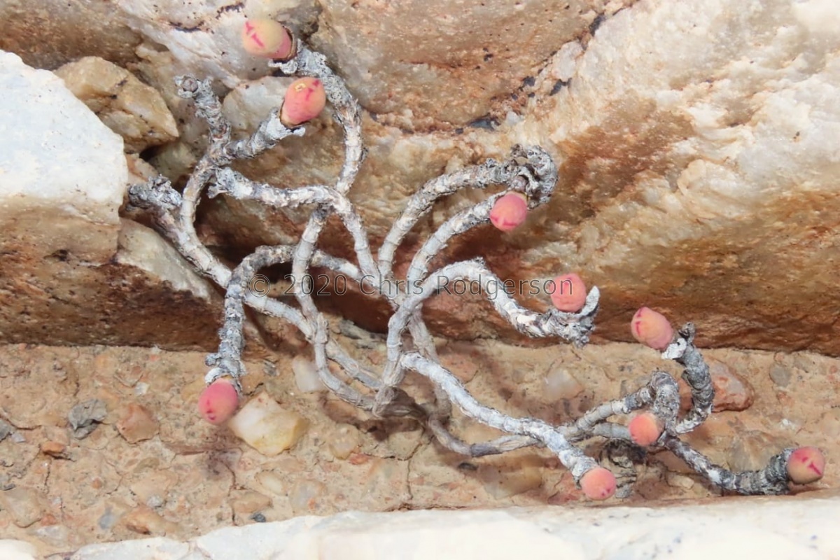 Conophytum bilobum ssp. altum east of Port Nolloth (photo Westley Price) (2).jpg