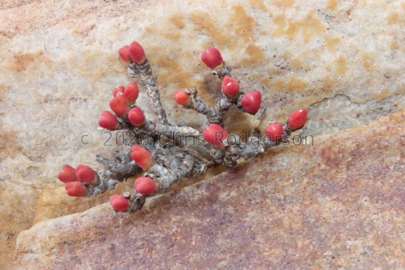 Conophytum bilobum ssp. altum east of Port Nolloth (photo Westley Price)