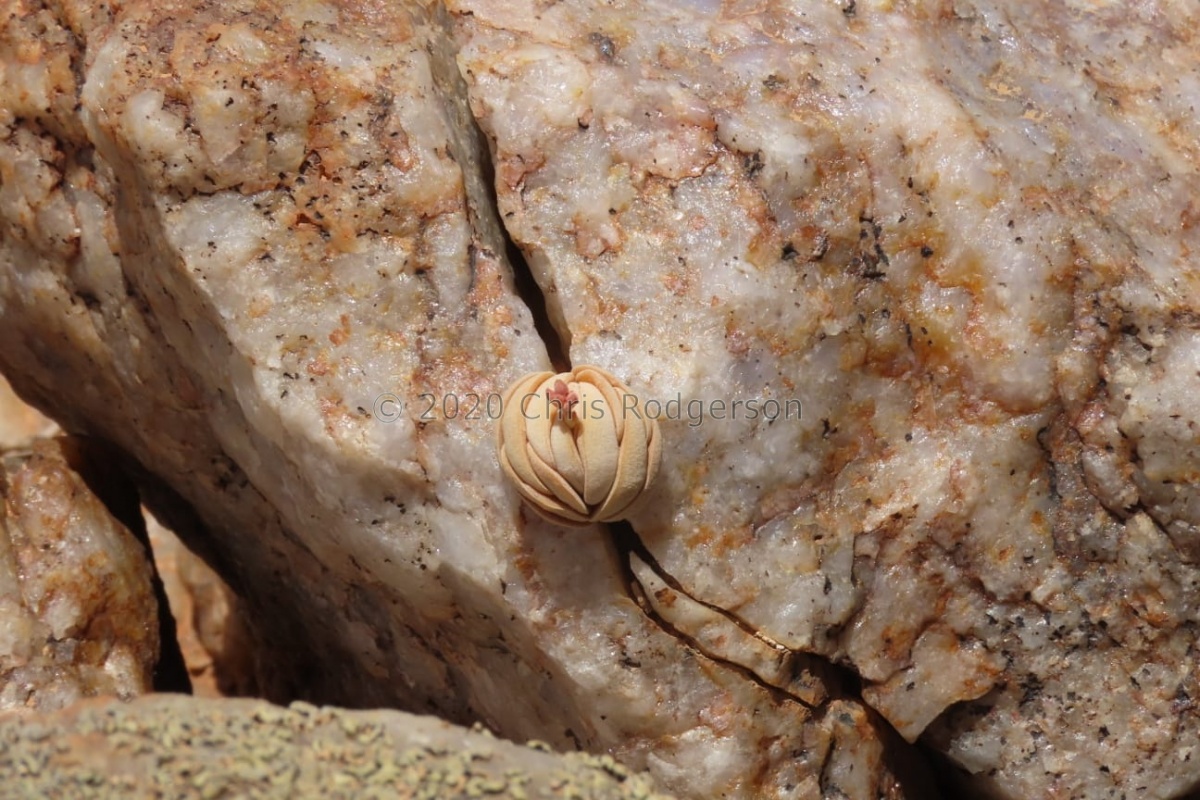 alstonii (photo Westley Price) (2) - Copy.jpeg