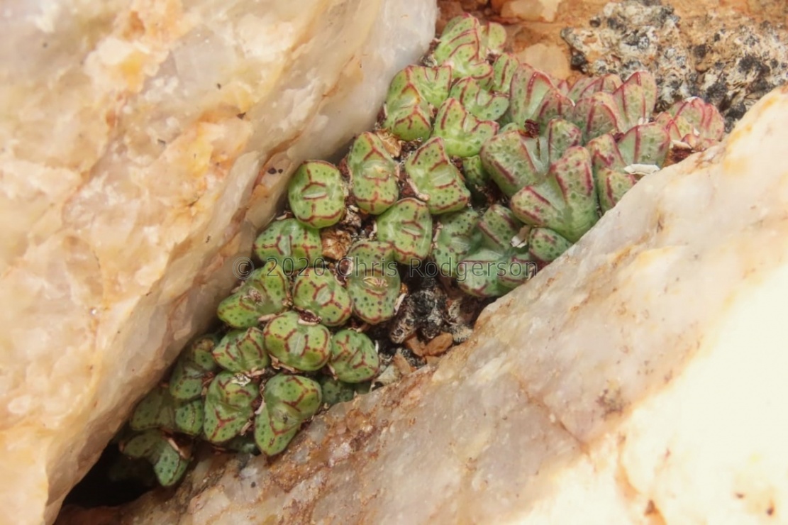 tantillum ssp. eenkokokerense (photo Westley Price) (3)