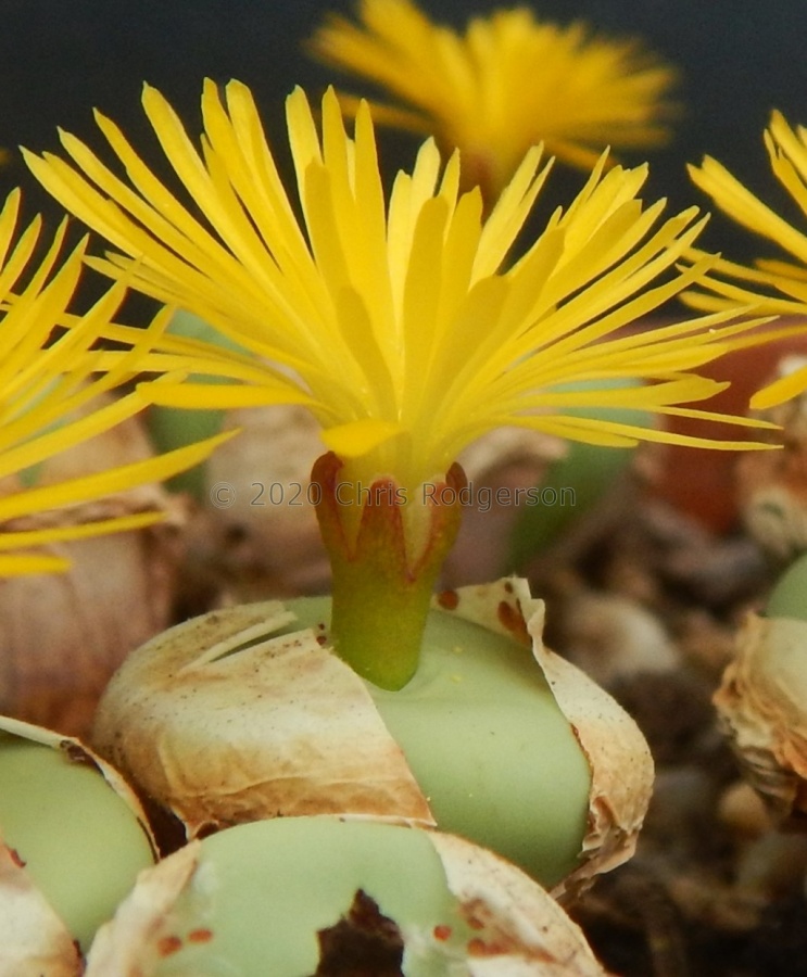 pageae 'subrisum' (2).JPG