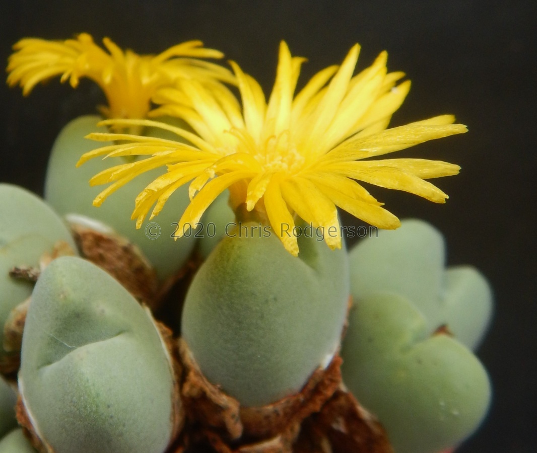 bilobum 'dolomiticum' (2).JPG