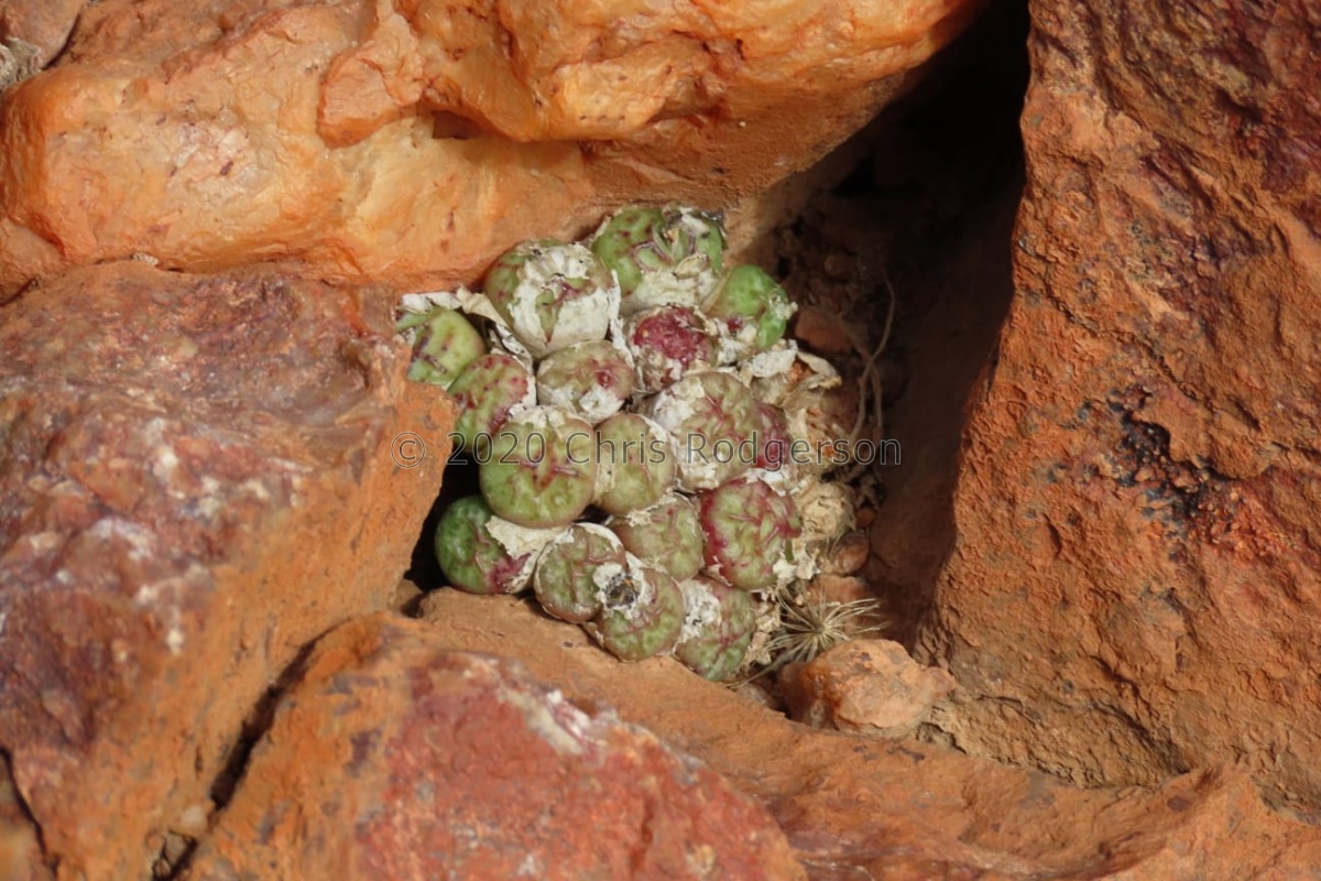 ectypum ssp. ignavum SE Springbok (photo Westley Price) (3).jpg