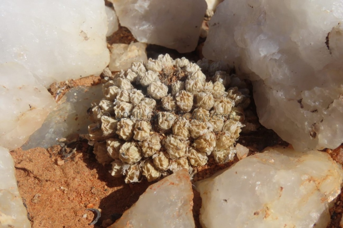 ectypum ssp. sulcatum 'Busek form' (photo Westley Price) (2)
