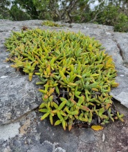 perfoliata var. heterotrichia Pondoland (photo Andrew McKay)