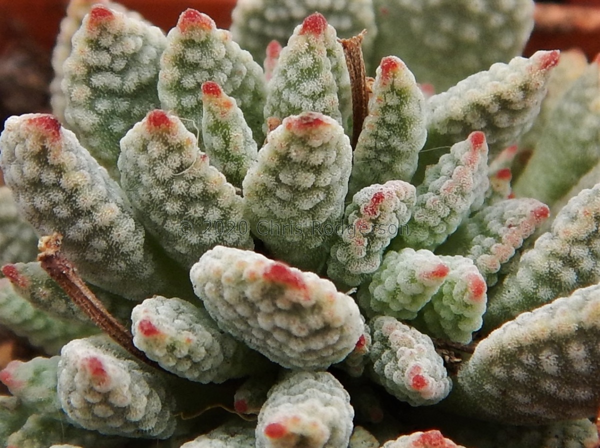 ausensis ssp.titanopsis (2021_12_17 13_54_43 UTC).JPG