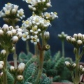 ausensis ssp.titanopsis (2) (2021 12 17 13 54 43 UTC)