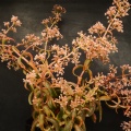 foveata