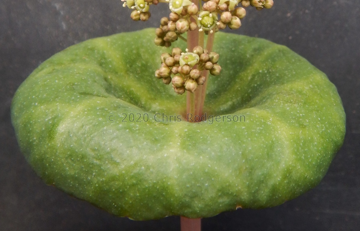 umbella Khamieskroon (2).JPG