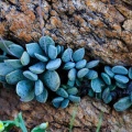 schuldtianus ssp. juttae SE Karasberg (photo Nick Helme on iNaturalist) (2)