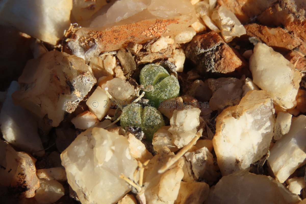 devium ssp. stiriiferum north of Steinkopf (photo Westley Price) (4).jpg