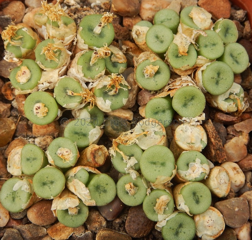 chrisocruxum (2)