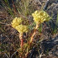 multiflora Fishhoek (photo ADH) (2)