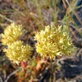 multiflora Fishhoek (photo ADH)