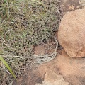 lanuginosa  Hogsback, E Cape (photo James Deacon)