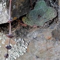 brachystachya Riethuisies