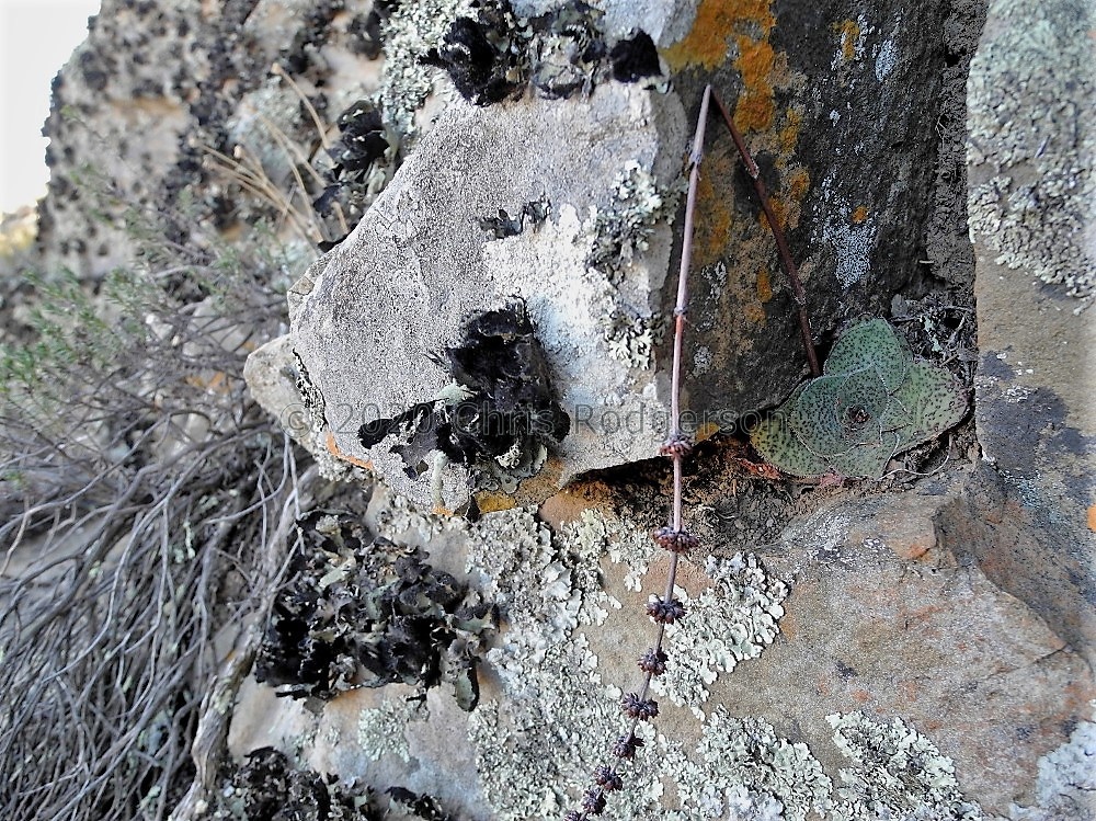 brachystachya Riethuisies 