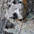 brachystachya Riethuisies 