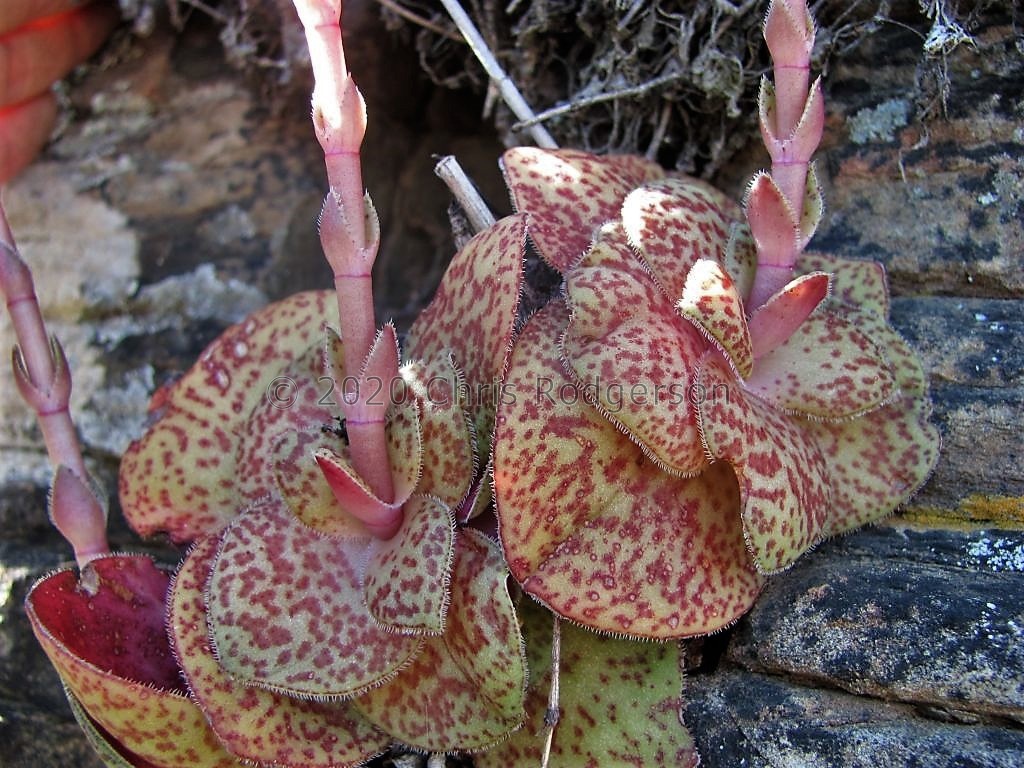brachystachya Riethuisies (photo Ernst van Jaarsveld)