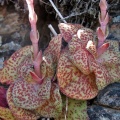 brachystachya Riethuisies (photo Ernst van Jaarsveld)